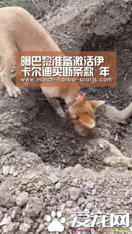 曝巴黎准备激活伊卡尔迪买断条款 年薪1200万欧:天博体育(图1) 天博足球