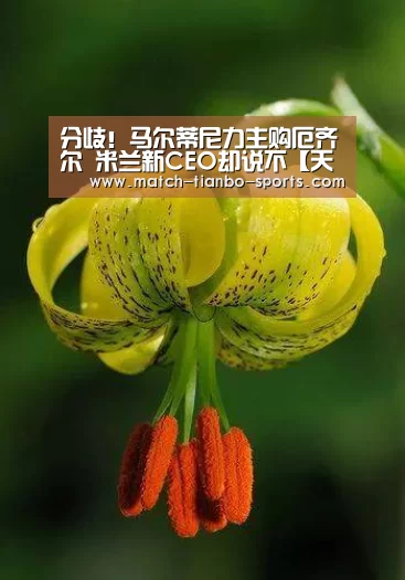 分歧!马尔蒂尼力主购厄齐尔 米兰新CEO却说不【天博体育】(图2) 天博足球
